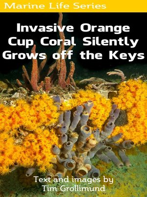 cover image of Invasive Orange Cup Coral Silently Grows off the Keys